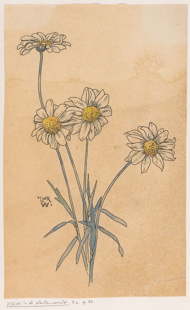 Witte margrieten (in or before 1893) by Willem Wenckebach