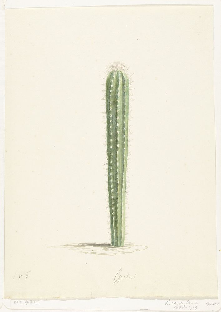 Cactus (1668 - 1729) by Laurens Vincentsz van der Vinne