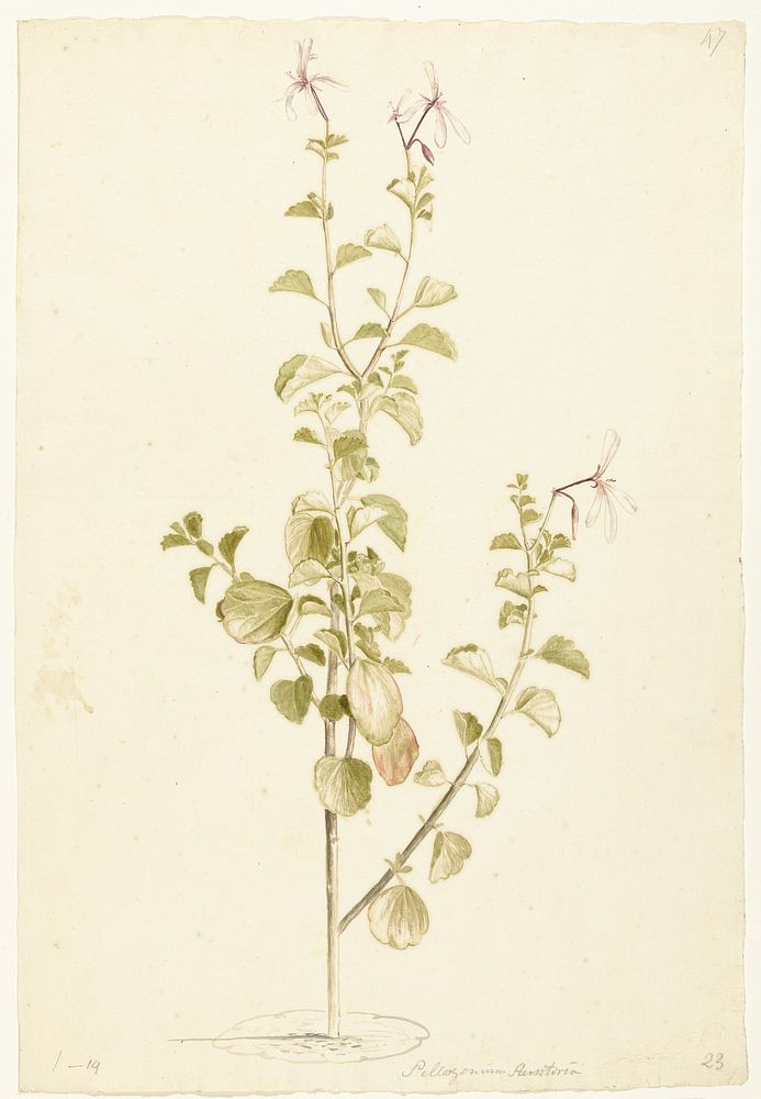 Bloeiende Pelargonium (1668 - 1729) by Laurens Vincentsz van der Vinne