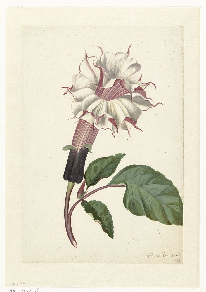 Indian Thornapple (Datura metel) (c. 1680 - before c. 1700) by Alida Withoos