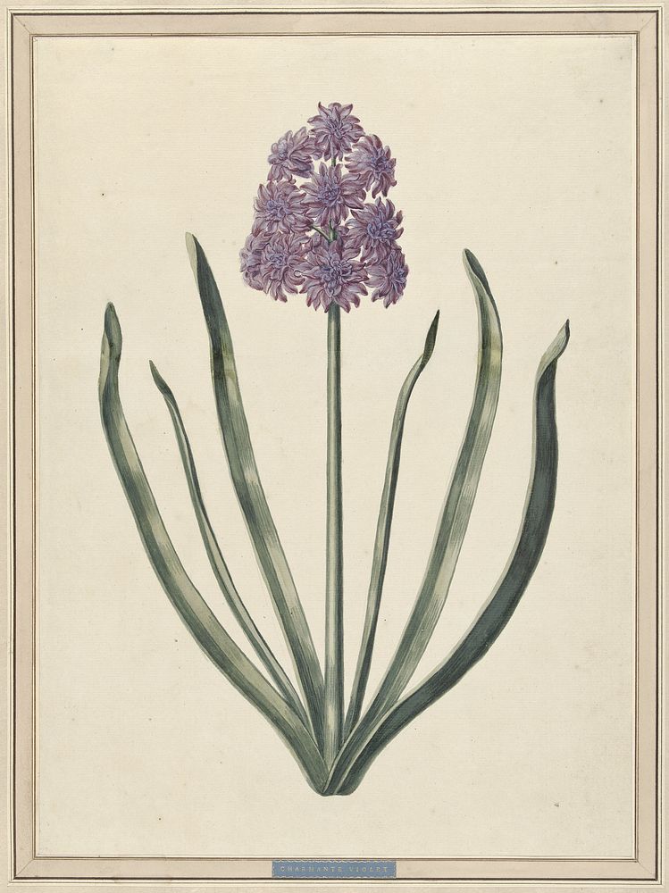 Hyacint (Charmante Violet) (1735) by F Wijandt