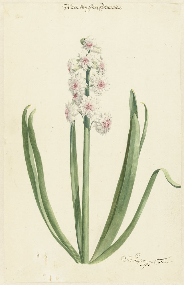 De rozewitte hyacint Kroon van Groot Brittanien (1751) by Jan Augustini