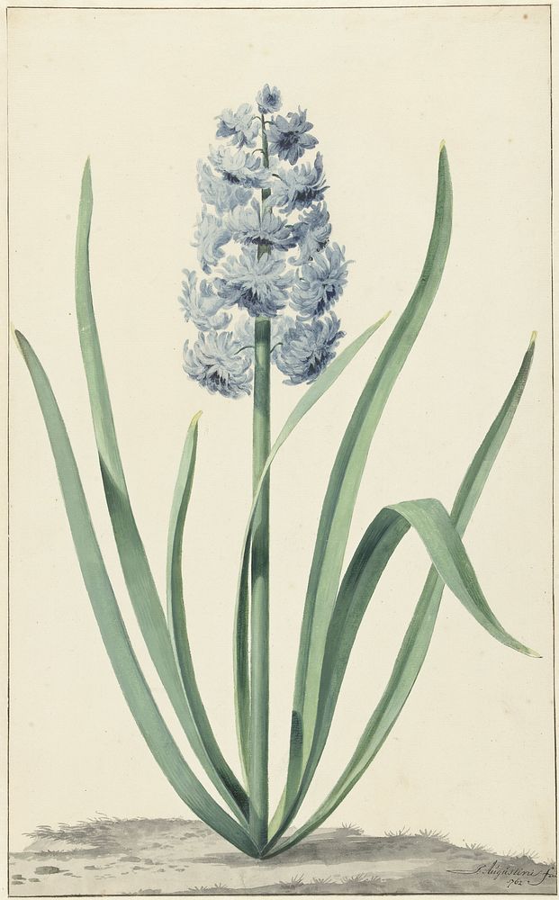 De blauwe hyacint Franciscus Primus (1762) by Jan Augustini