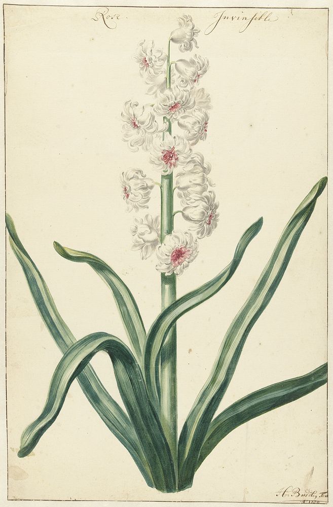 Witte hyacint (1720 - 1729) by Hendrik Budde