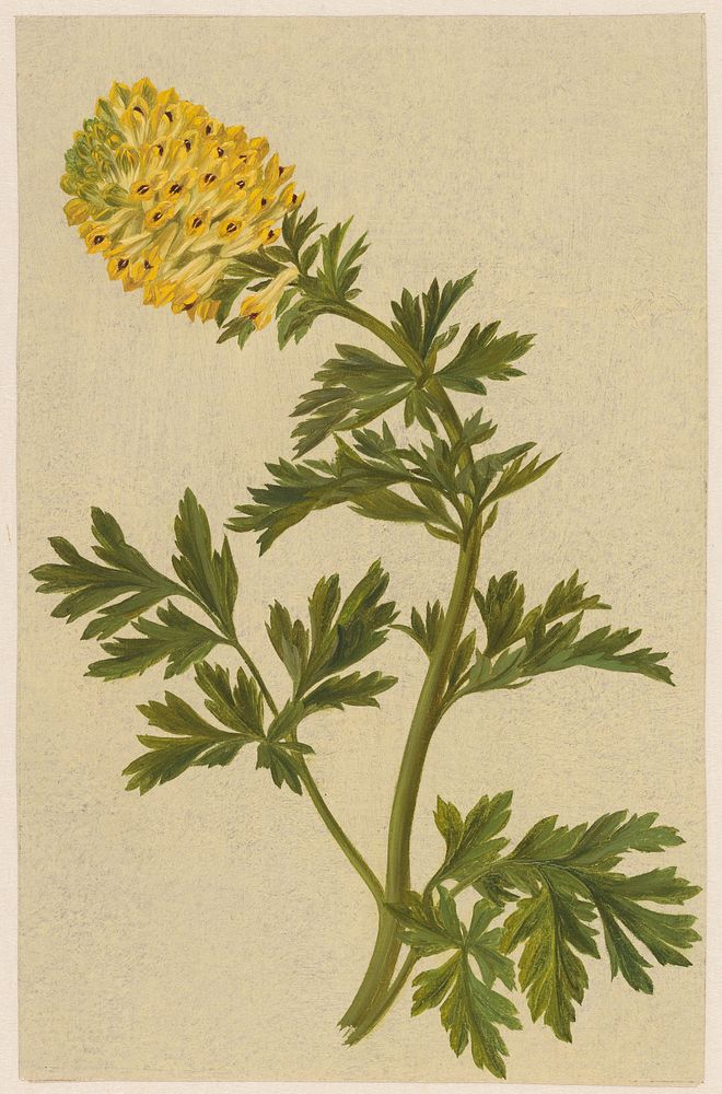 Takje met een bloem van de Corydalis (1874) by D van Alphen