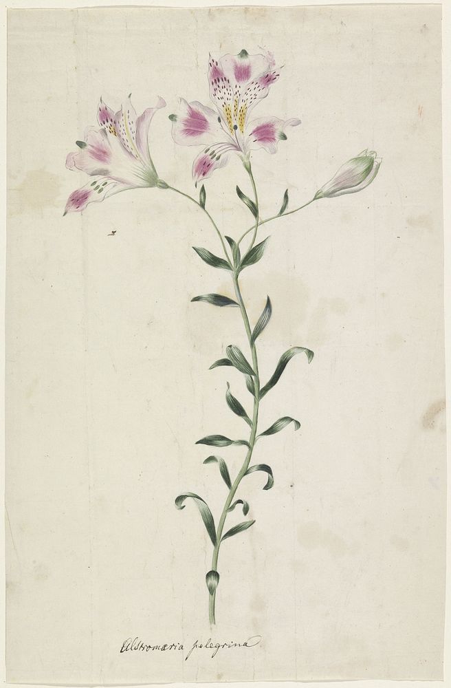 Lelie (Alstromaria Pelegrina) (1700 - 1799) by anonymous
