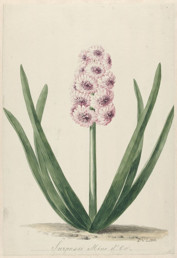 Hyacint genaamd Surpasse Mine d'Or (1745 - 1784) by Pieter van Loo