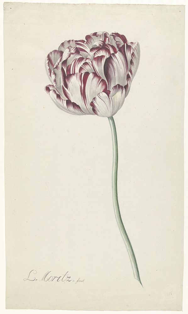 Tulp (1783 - 1850) by Louis Moritz