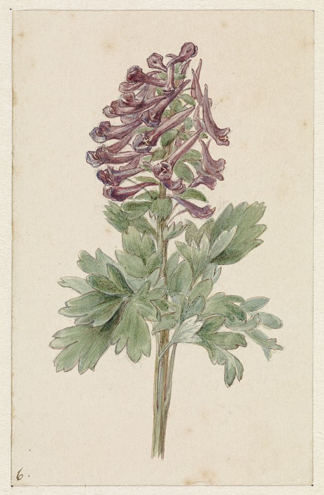 Bloeiende Corydalis bulbosa (1831 - 1900) by Jan Jacob Goteling Vinnis