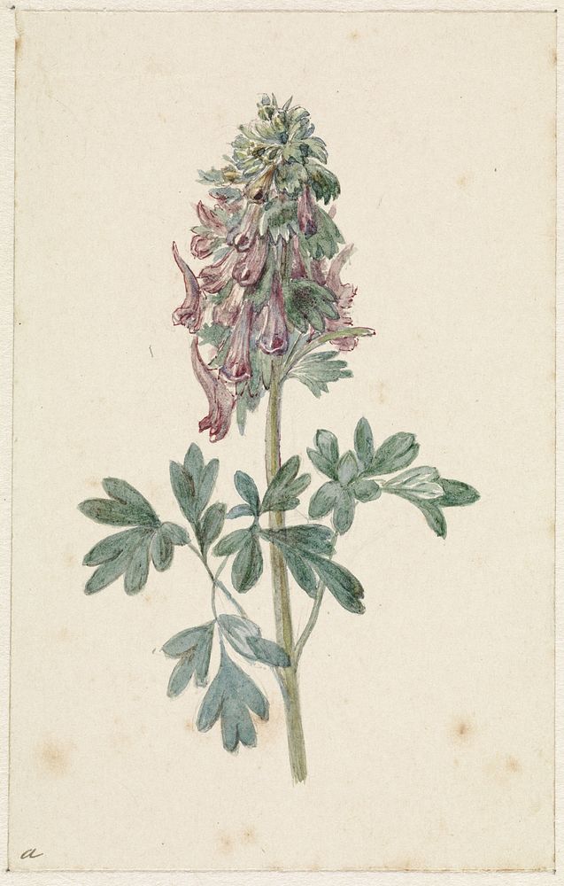 Bloeiende Corydalis bulbosa (1831 - 1900) by Jan Jacob Goteling Vinnis