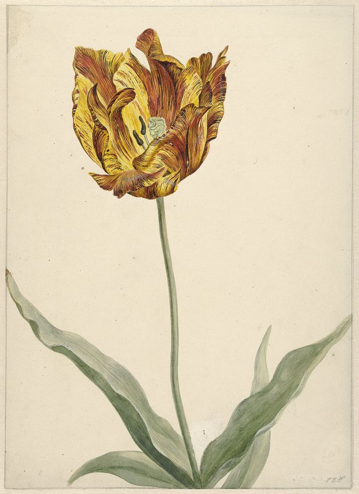 Tulp (1700 - 1800) by anonymous