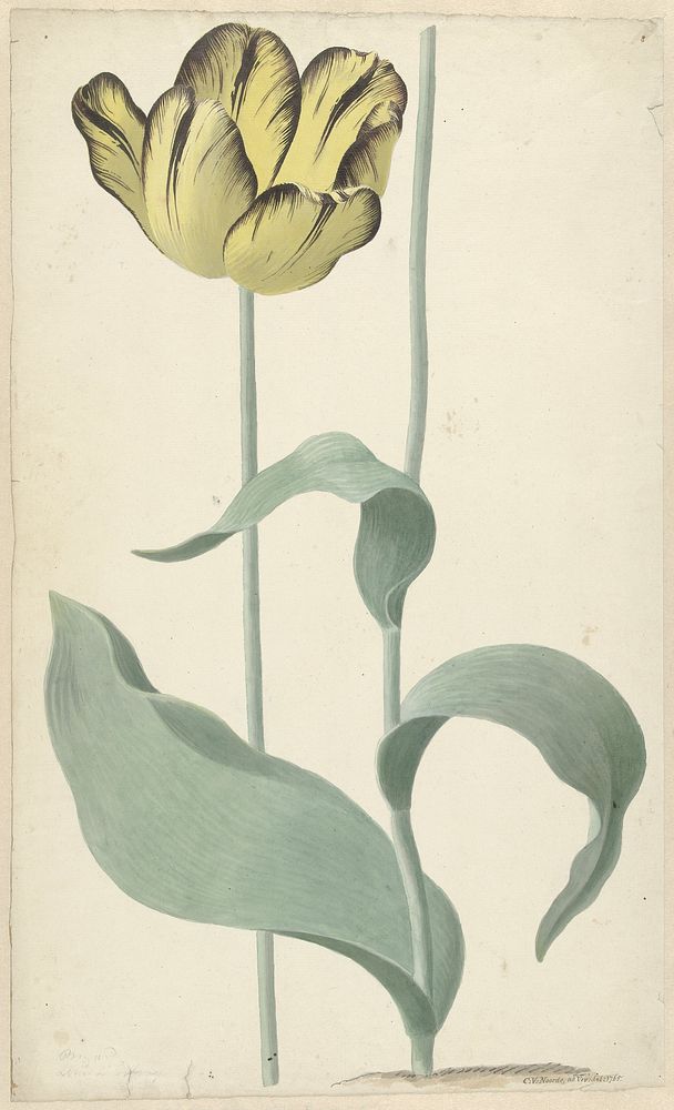 De tulp Bizard Louis d'Effroy (1765) by Cornelis van Noorde