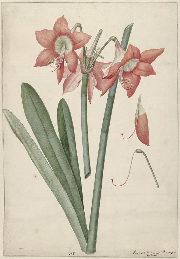 Amaryllis Haworthia Margaritiferas (1737) by Laurens Jacobsz van der Vinne