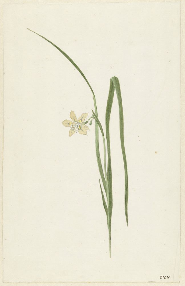 Iris (1741 - 1795) by Cornelis van Noorde
