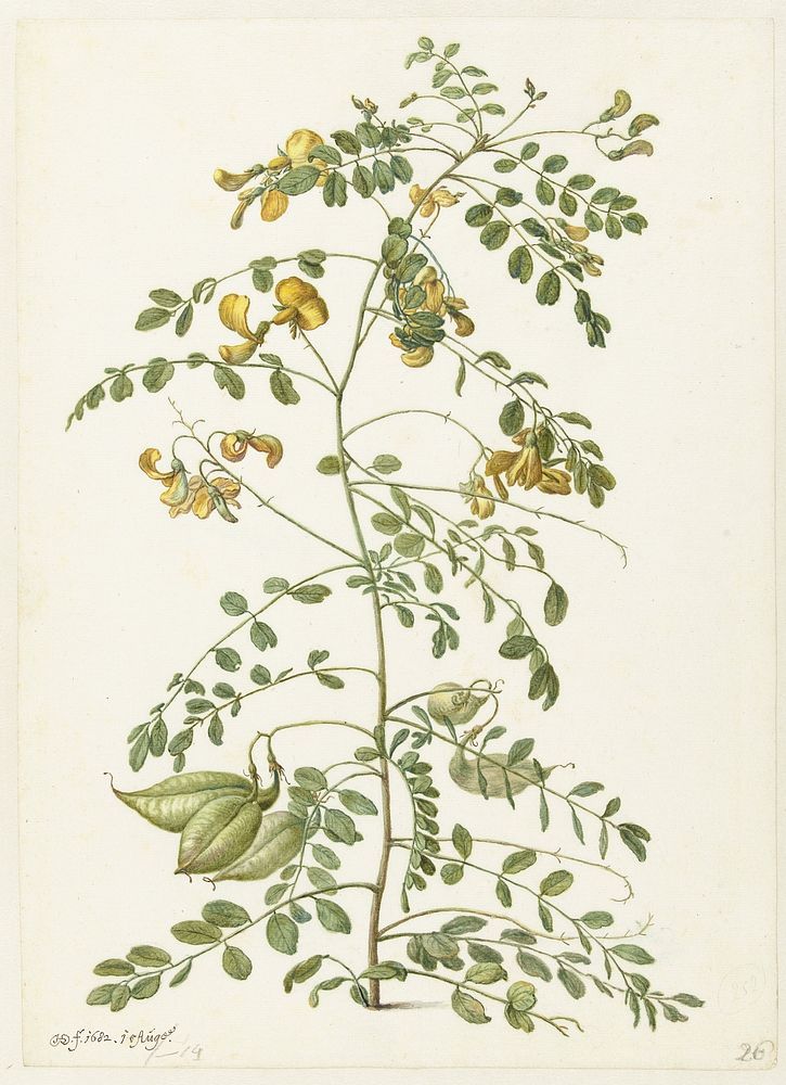Blazenstruik (Colutea arborescens) (1682) by Herman Saftleven