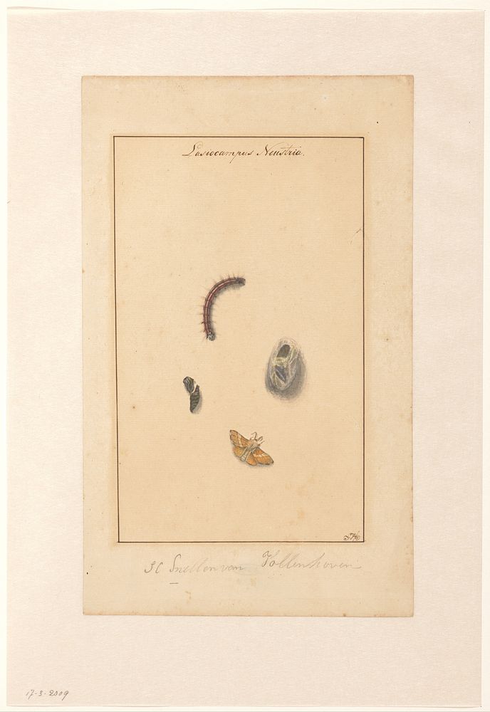 Rups, ei, cocon en vlinder van Lasiocampus Neustria (1826 - 1880) by Samuel Constant Snellen van Vollenhoven
