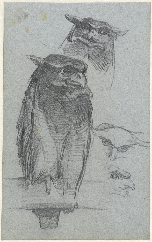 Studies van een uil (1865 - 1930) by Jac van Looij