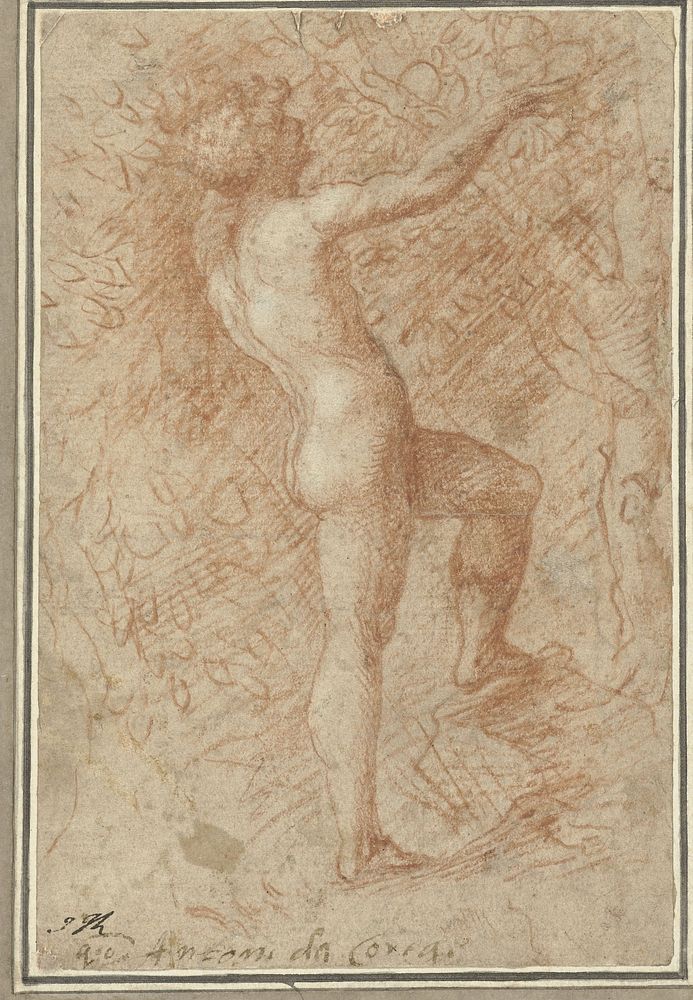 Adam plukt de appel van de boom (1513 - 1523) by Correggio