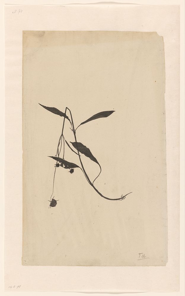 Geknakte stengel van een plant (1876 - 1951) by Theo Nieuwenhuis