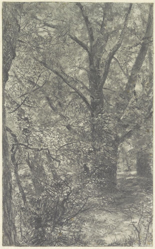 Gezicht in het bos, op een bospad, langs een wijdvertakte oude boom (1865) by Adolph Menzel