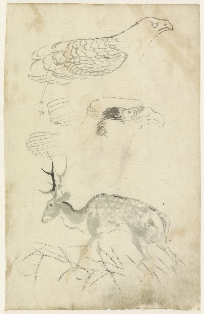 Schetsblad met reebok in struikgewas en twee havikskoppen (1799 - 1857) by Yamamoto Shinryo Baiitsu