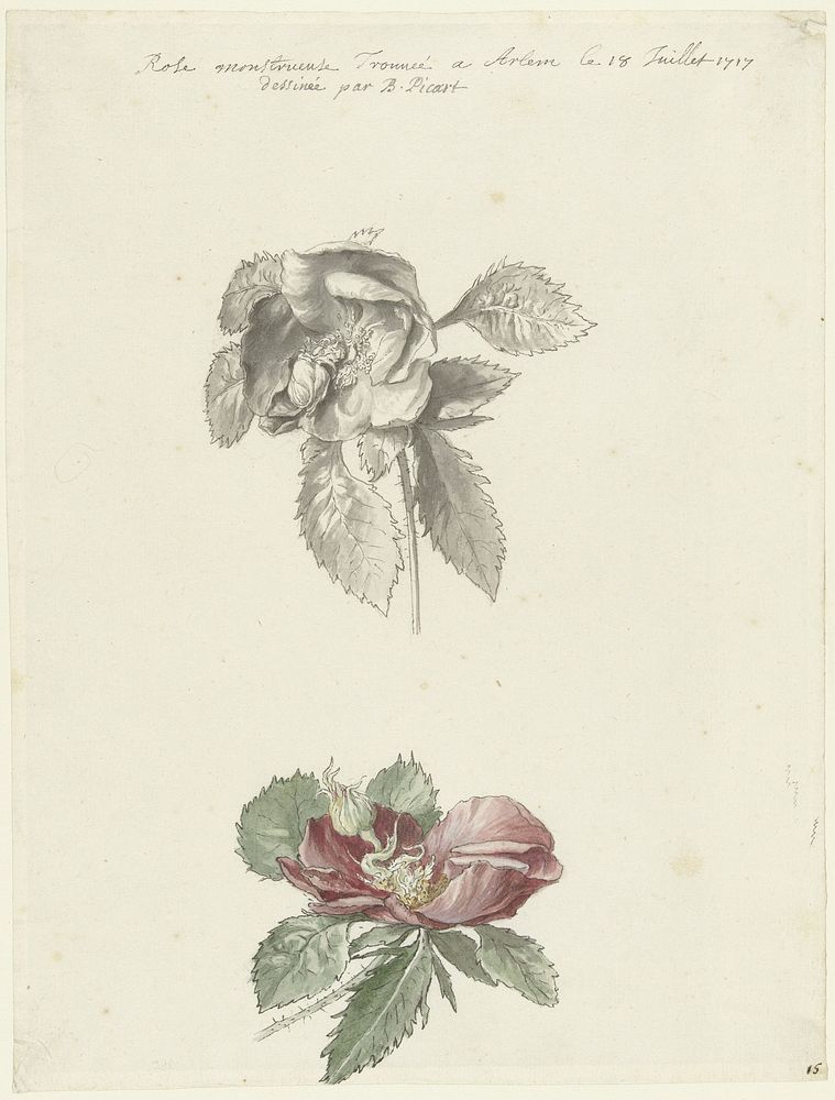 Studieblad met een roos (1683 - 1733) by Bernard Picart