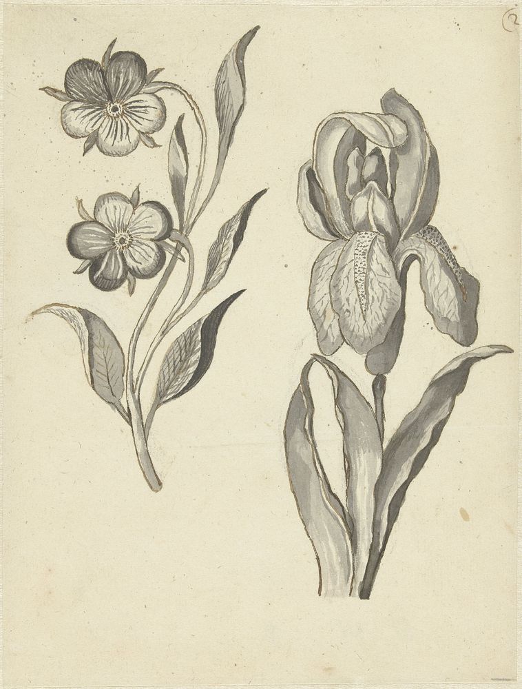 Viooltje en iris (1683 - 1733) by Bernard Picart