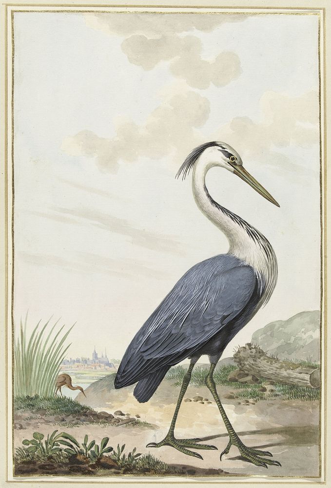 Blauwe reiger (1776) by Jabes Heenck