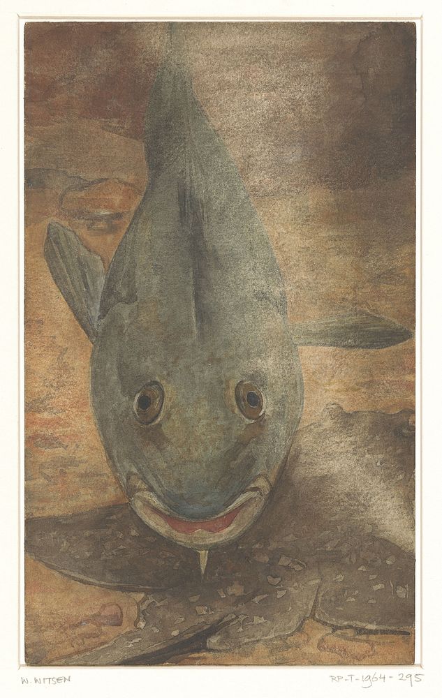 Vis van voren gezien (1870 - 1923) by Willem Witsen