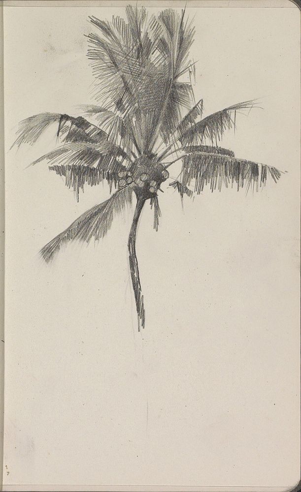 Palmboom (1920 - 1921) by Willem Witsen