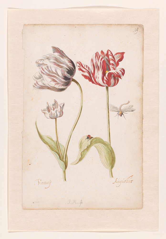 Two Tulips with Insects (1624 - 1681) by Jacob Marrel