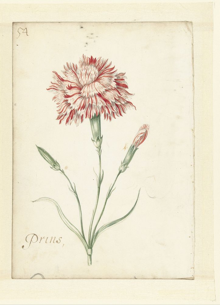 Carnation (1624 - 1681) by Jacob Marrel