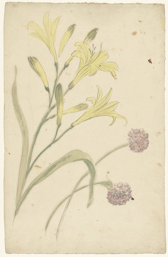 Bloemstudies van een gele lelie en een bloeiende ui (1677 - 1755) by Elias van Nijmegen