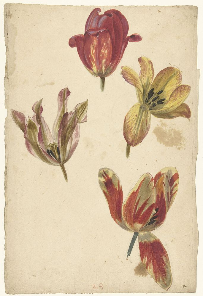Studies of Four Tulips (c. 1700 - c. 1725) by Elias van Nijmegen