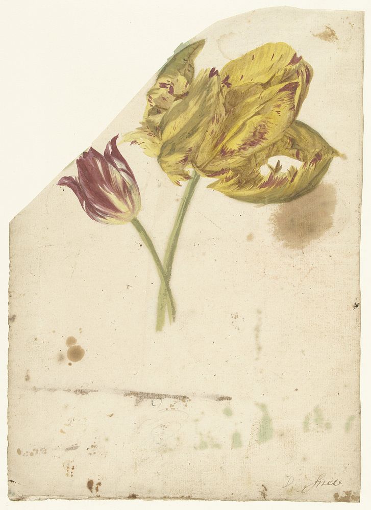Studie van twee tulpen (1677 - 1755) by Elias van Nijmegen