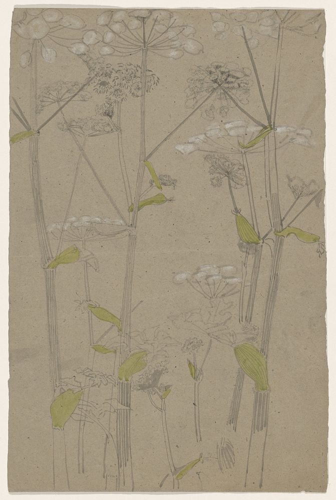 Studies of Plants (1874 - 1945) by Carel Adolph Lion Cachet
