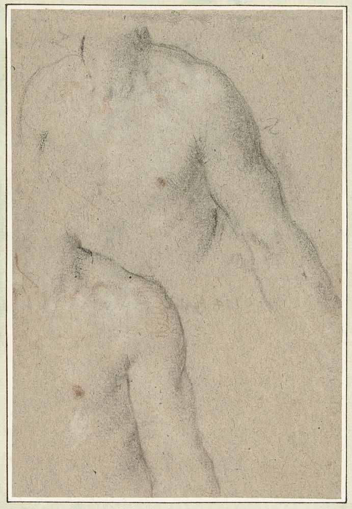 Twee studies van de torso van een jongeman (1580 - 1596) by Carlo Caliari