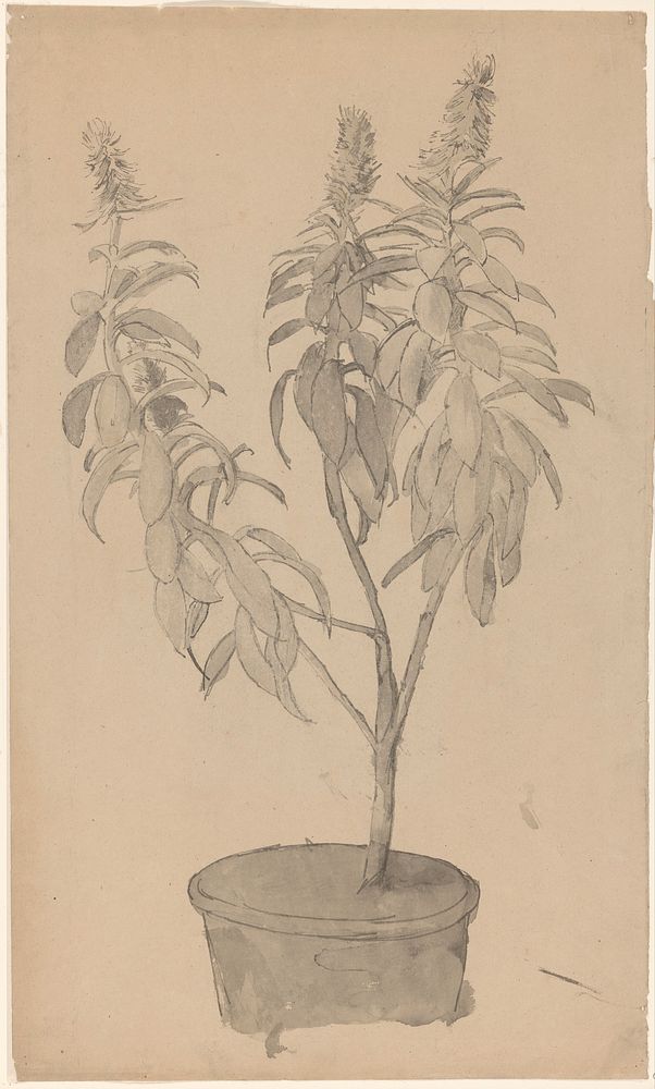 Bloeiende potplant (1801 - 1871) by Cornelis Gerardus t Hooft 1791 1871