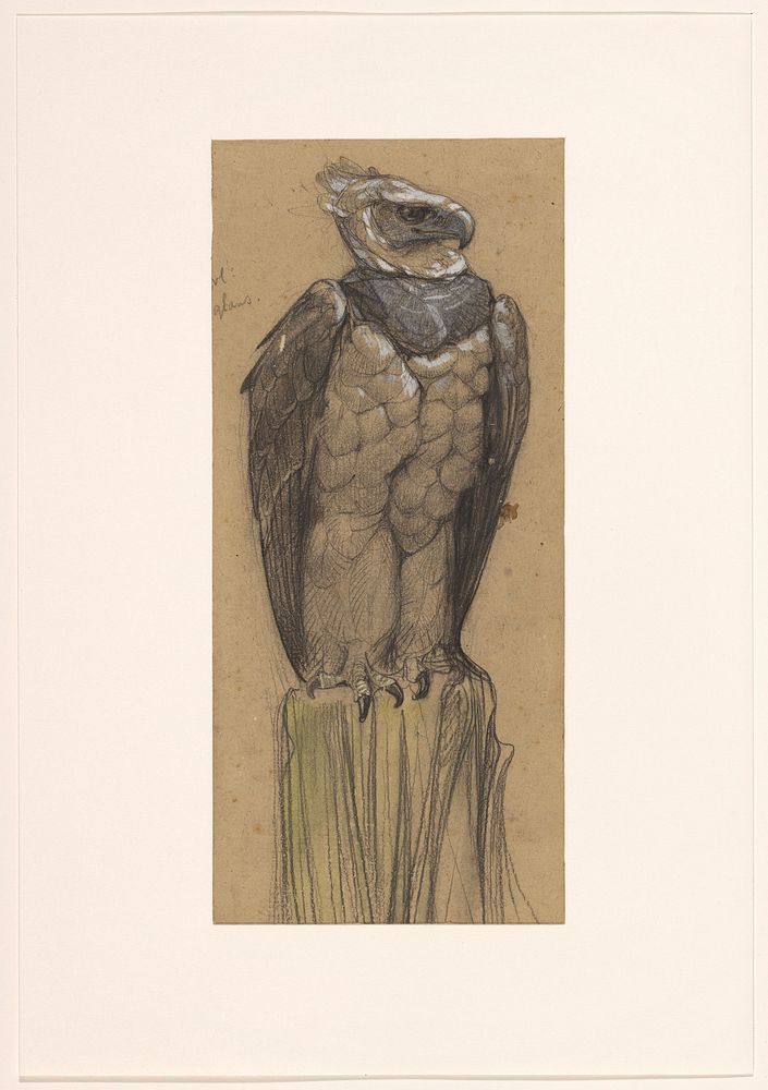 Harpy Eagle (1902) by Bernard Willem Wierink