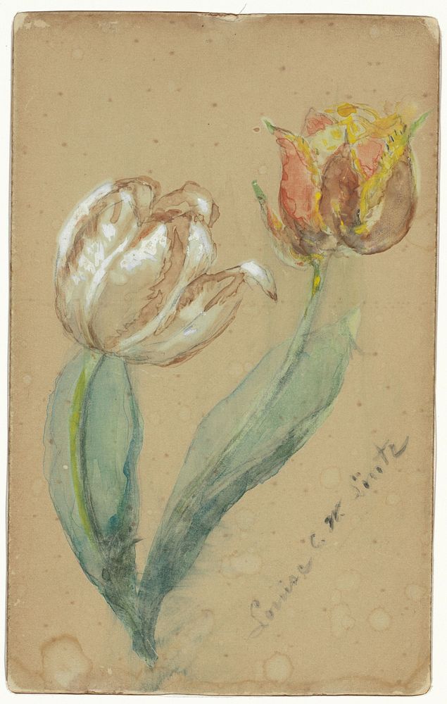 Twee tulpen (1848 - 1911) by Louise Lintz