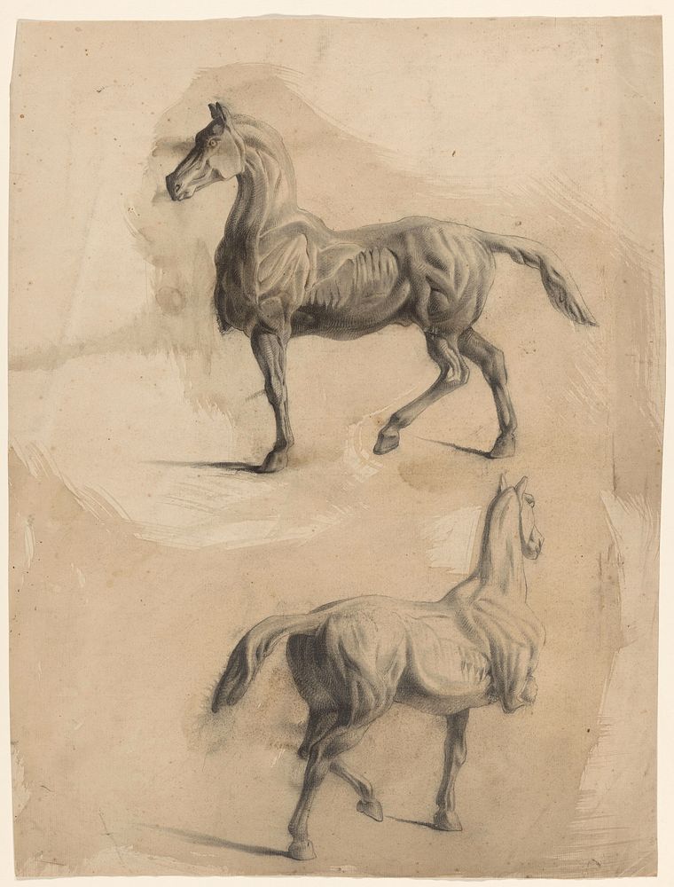 Twee anatomiestudies van een paard (1819 - 1881) by Johannes Tavenraat