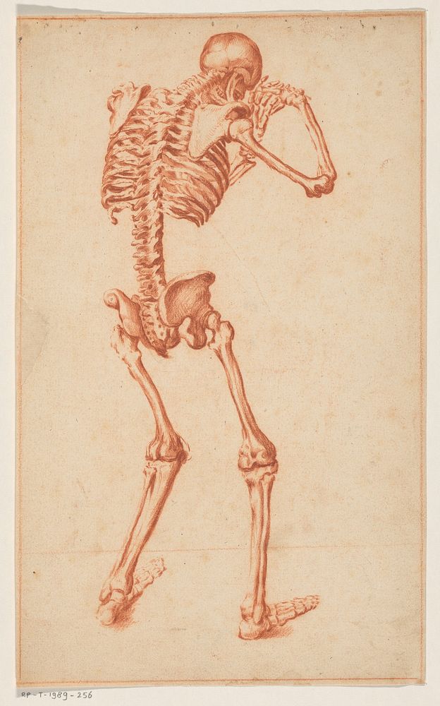 Skelet (1640 - 1649) by anonymous and Jan Stefan van Calcar