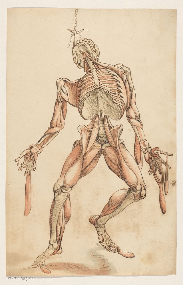 Spieren van het menselijk lichaam (1600 - 1649) by anonymous