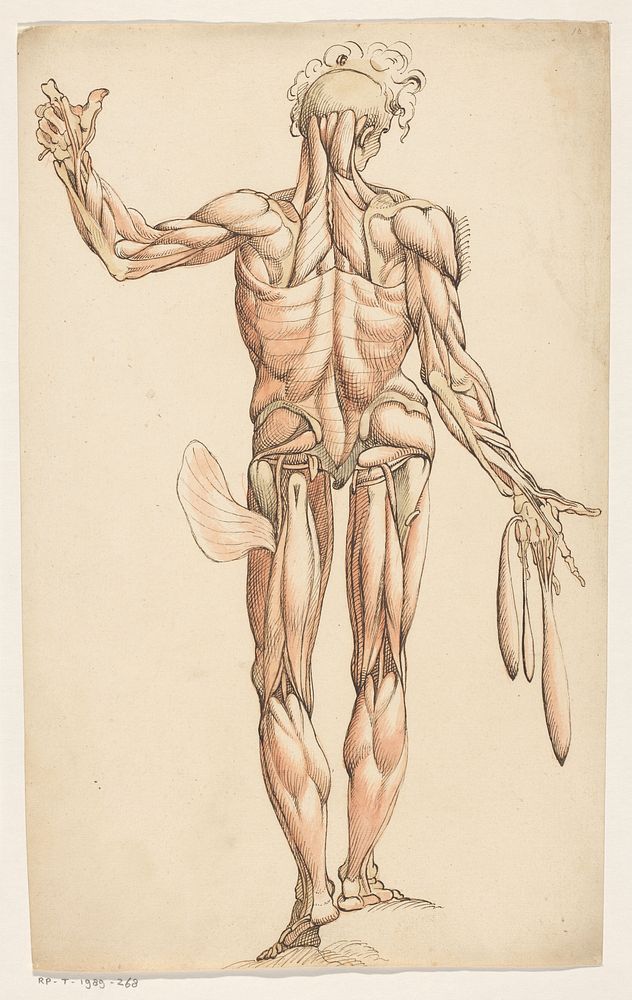 Spieren van het menselijk lichaam (1600 - 1649) by anonymous