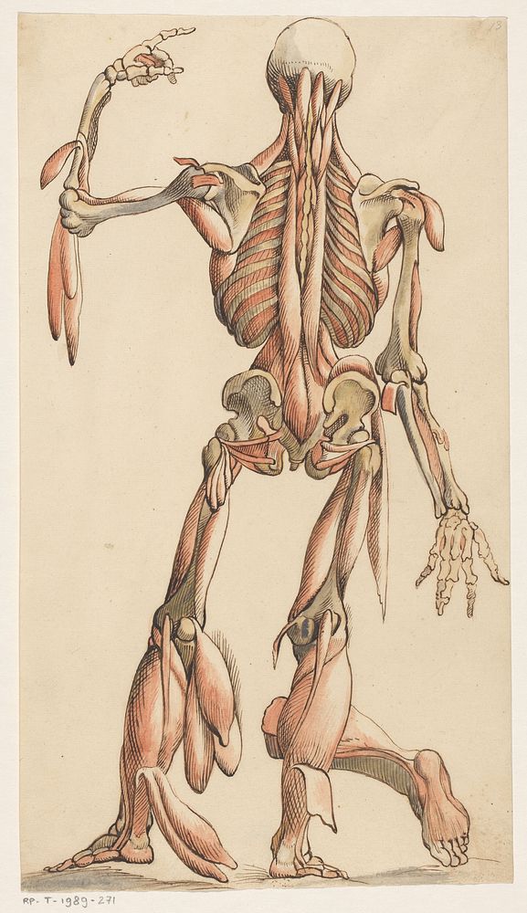 Spieren en skelet van het menselijk lichaam (1600 - 1649) by anonymous