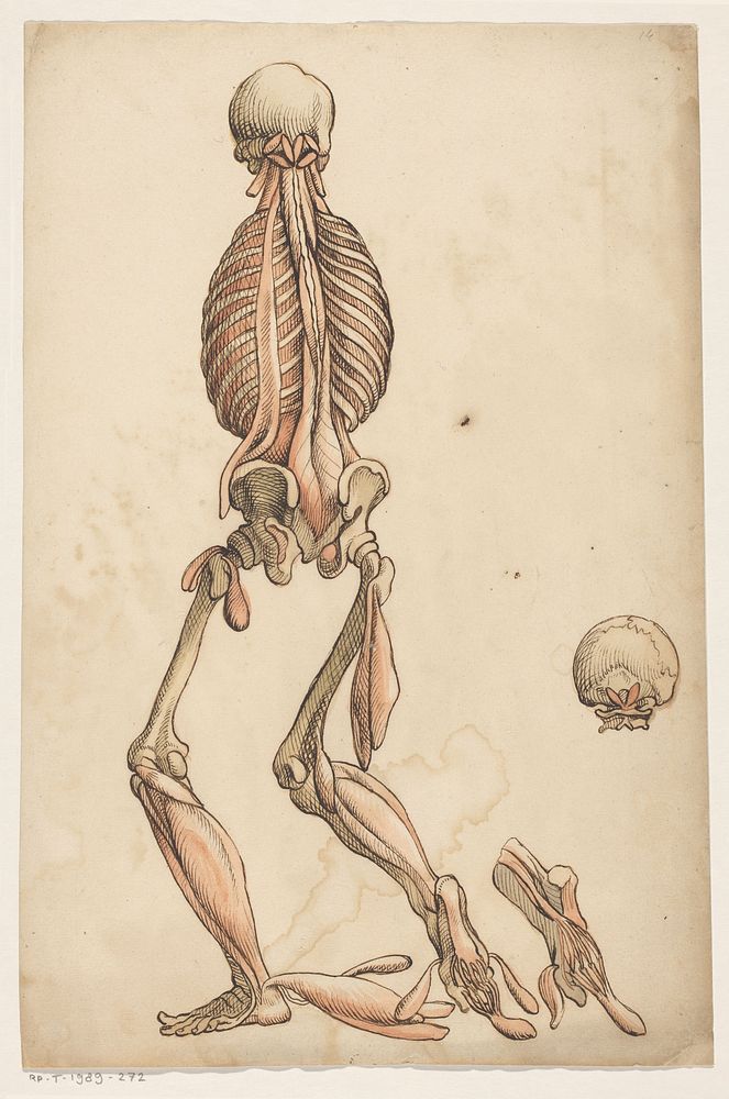 Spieren en skelet van het menselijk lichaam (1600 - 1649) by anonymous