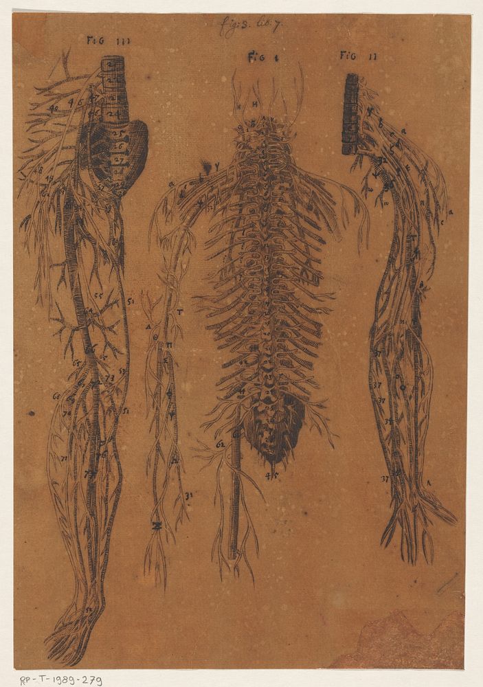 Anatomische studie van de ruggenwervel en zenuwen (1630 - 1649) by anonymous