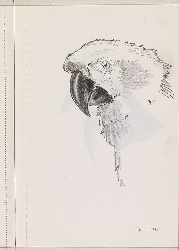 Kop van een papegaai (1940) by Otto Verhagen I