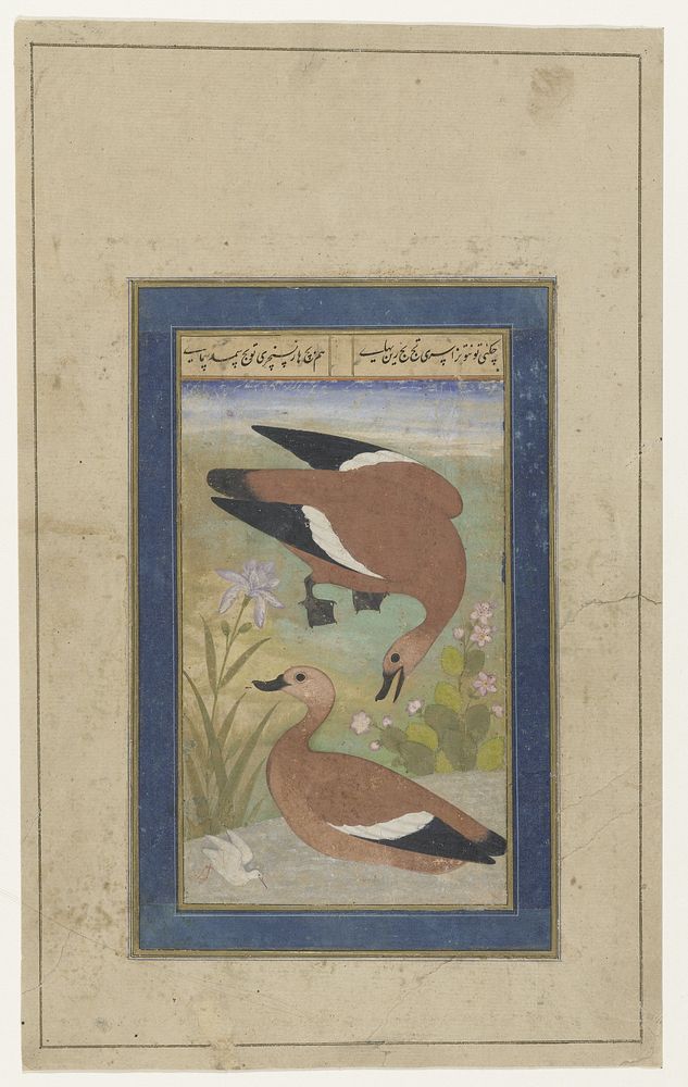 A Pair of Ducks (c. 1650) by anonymous