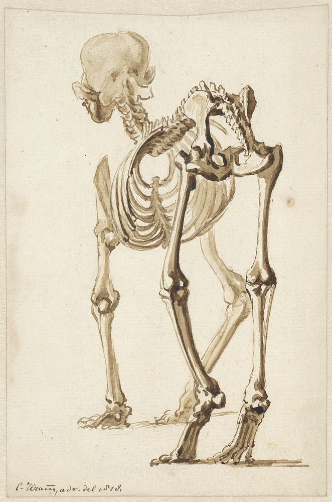 Skelet van een hond, schuin van achteren (1818) by Christiaan Kramm
